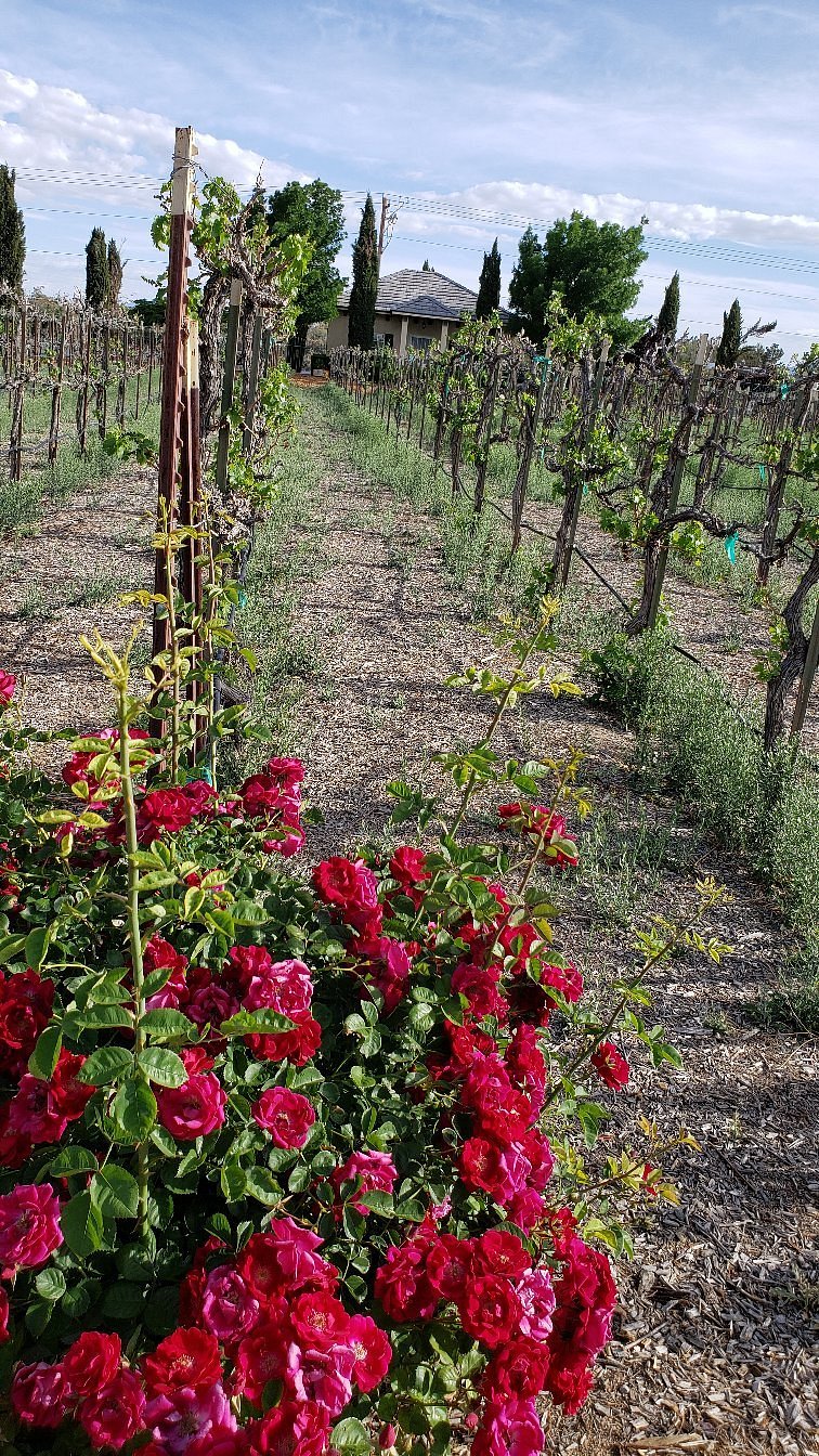 Gallery Sanders Family Winery