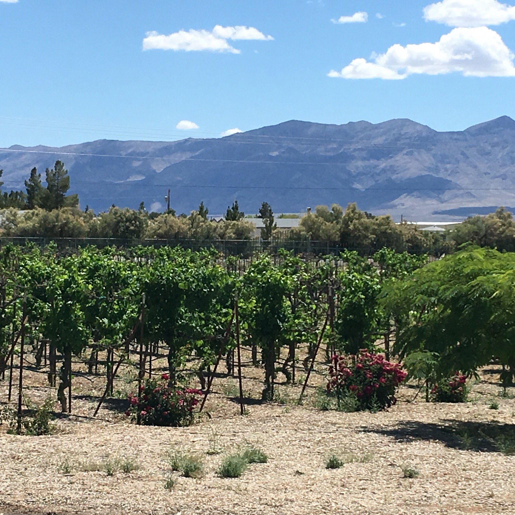 Gallery Sanders Family Winery