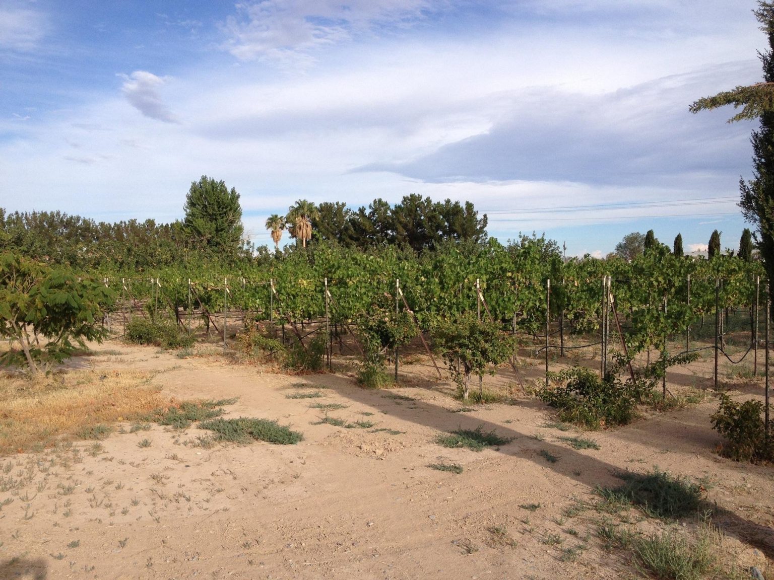 Gallery Sanders Family Winery